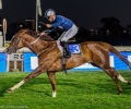 R10-BUTTACUP-BABY