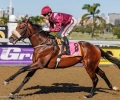 R1-ARISTOCRATIC