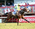 Saratoga Dancer