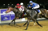 greyville polytrack night racing