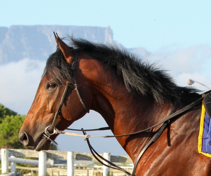 Louis The King (Liesl King)