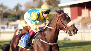 Saratoga Dancer (Nkosi Hlophe)