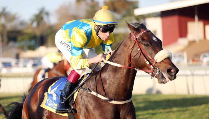 Saratoga Dancer (Nkosi Hlophe)