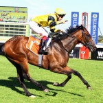 Tibouchina next for Silver Mountain