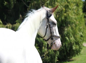 gran blanc