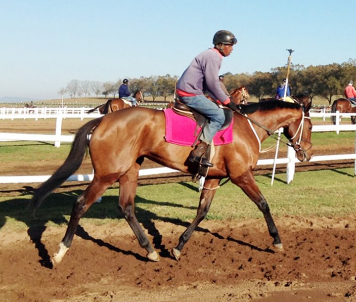 Olma (David Thiselton)