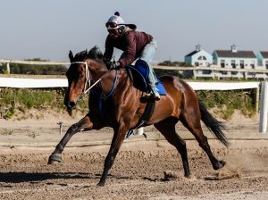 Legal Eagle (Liesl King)