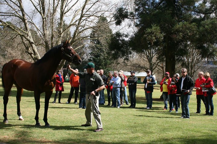 Summerhill Stud (www.summerhill.co.za)