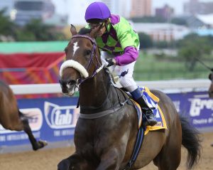 Warfarer (Nkosi Hlophe)