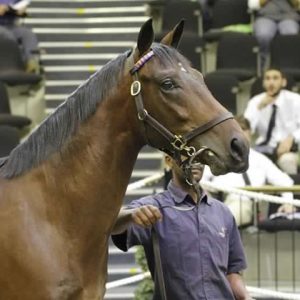National Yearling Sale 2017 [Germiston News]