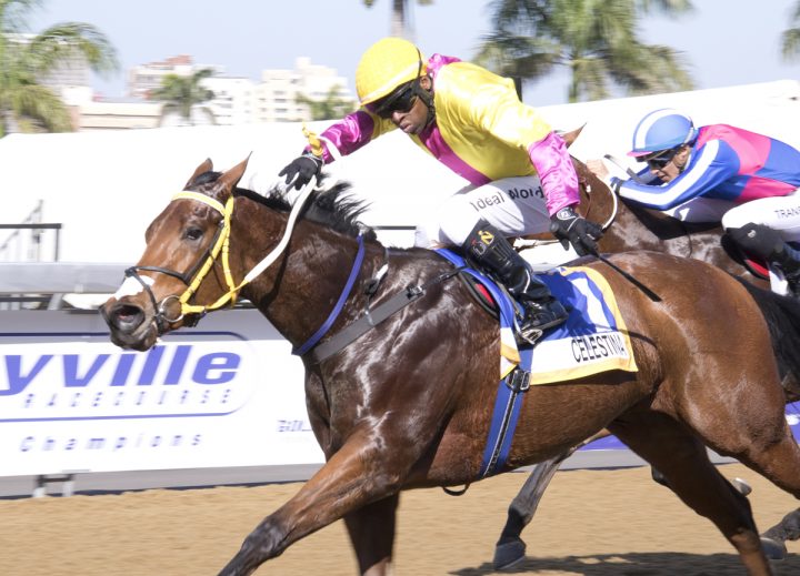 Celestina runs at the Vaal tomorrow.