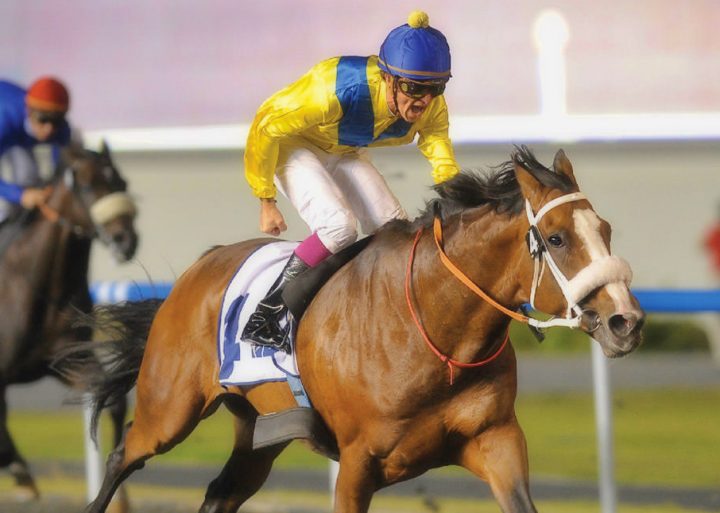 Golden Sword (Summerhill Stud)