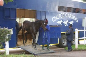 Pack Leader (Candiese Marnewick)