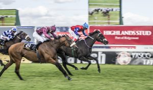 Perovskia (Chase Liebenberg)