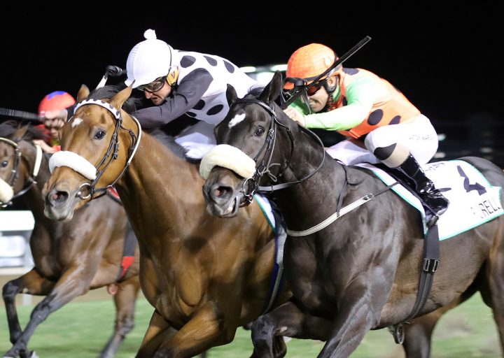 Snowdance (left) Fiorela (right) - Candiese Marnewick