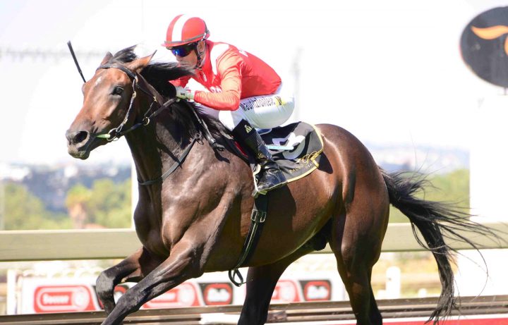 Majestic Mambo (JC Photographics)