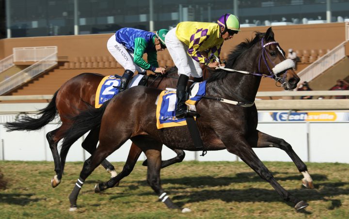 Warfarer (Candiese Marnewick)