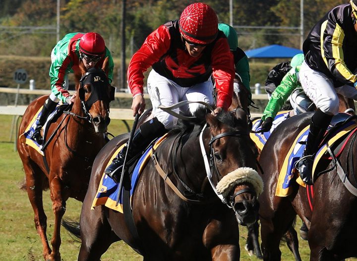 Bravo Bravo (Candiese Marnewick)