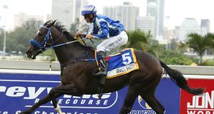 Arianos Shadow (Candiese Marnewick)