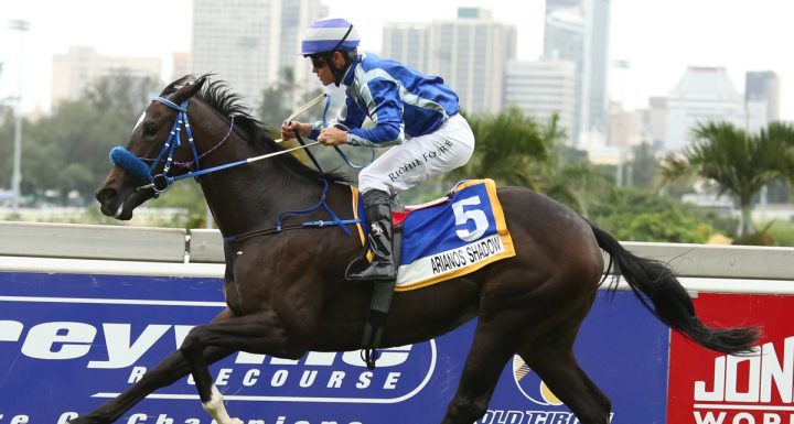 Arianos Shadow (Candiese Marnewick)