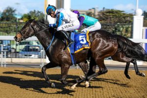 Stelvio (Candiese Marnewick)