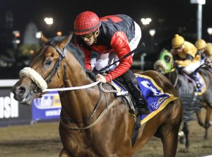 The Sultans Bazaar (Candiese Marnewick)