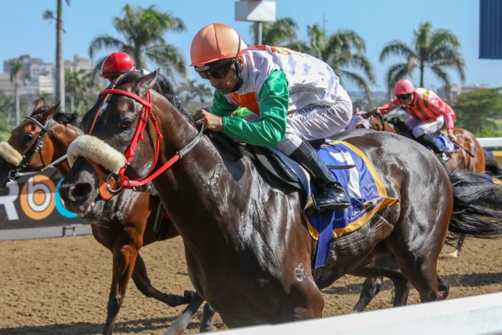 Roy's Magic (Candiese Marnewick)