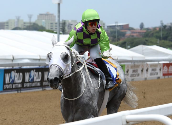 The Grey Crusader (Candiese Marnewick)