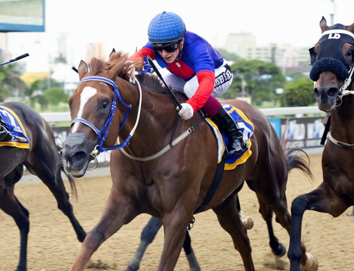 Last Of The Legend (Anneke Akal Kitching)