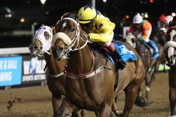 Alphamikefoxtrot (Candiese Marnewick)