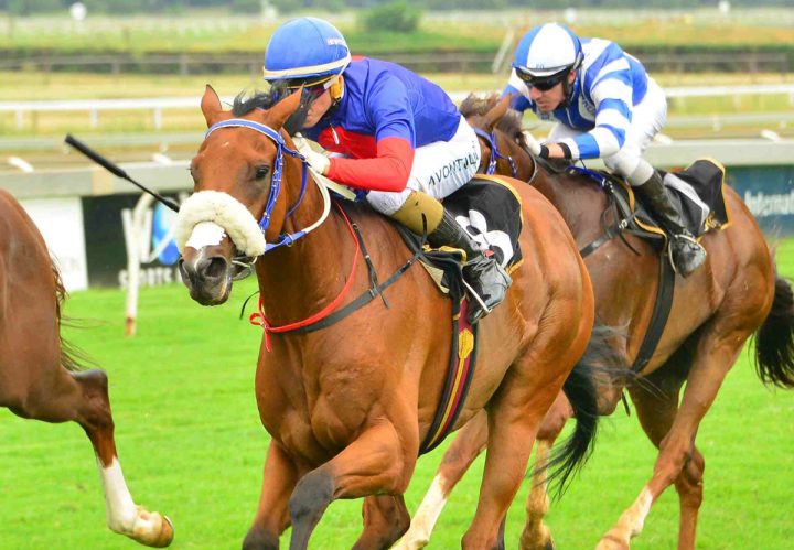 Royal Italian (JC Photographics)