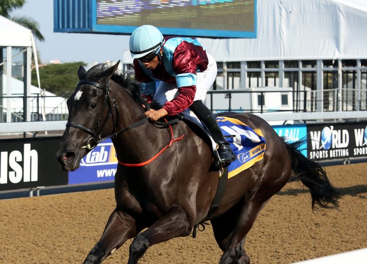 Jack's Bird (Candiese Marnewick)