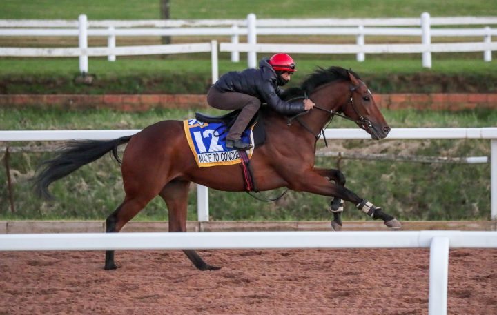 Made To Conquer (Liesl King)