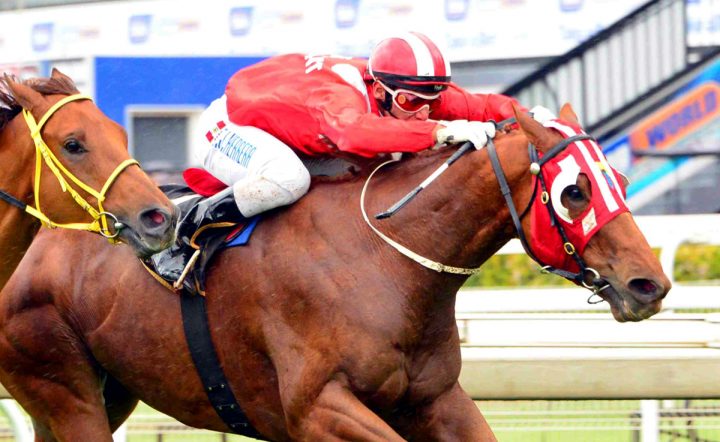 Rebel's Champ (JC Photographics)