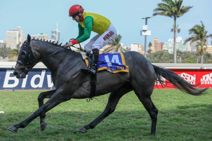 White Lightning (Candiese Marnewick)