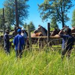 Coastal Horse Care Unit the Harry Gwala Municipal District