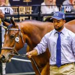 Phenomenal upturn at the BSA National Yearling Sale